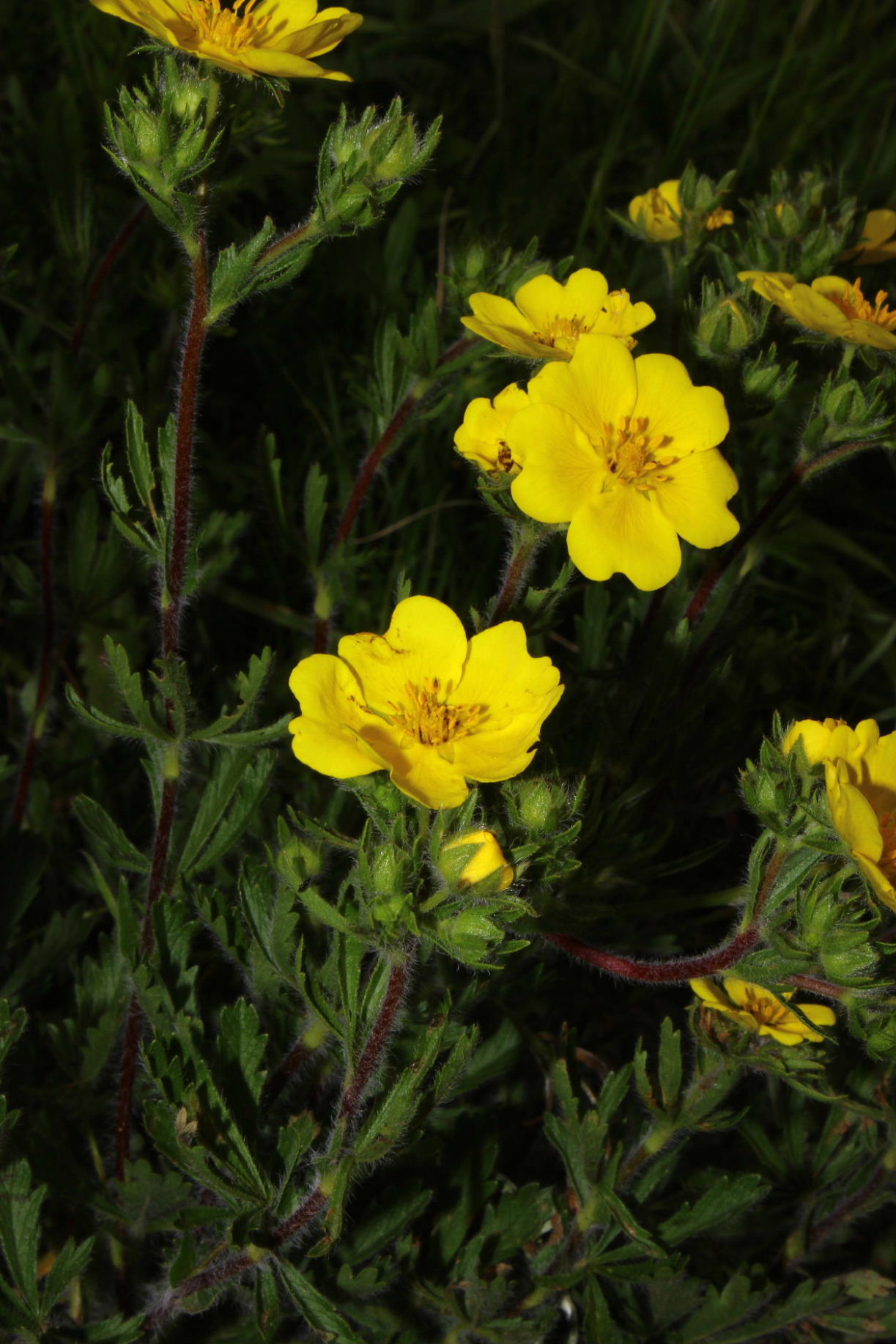 Potentilla pedata / Cinquefoglia pedata